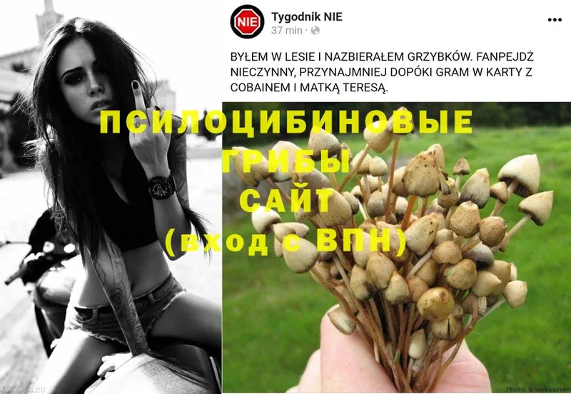 цены наркотик  Харовск  Галлюциногенные грибы Psilocybe 